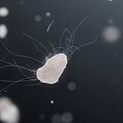 Dust Mites