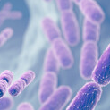 Bacteria